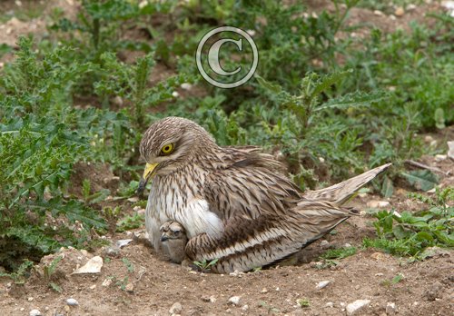 Stone Culew and Chick